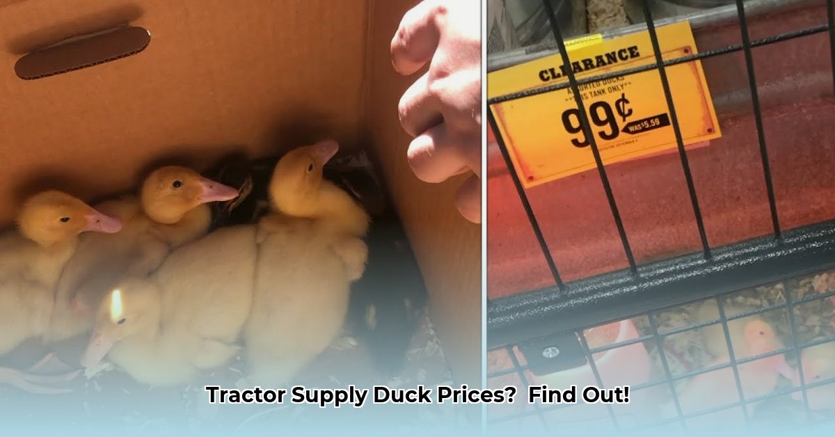 how-much-is-a-duck-at-tractor-supply